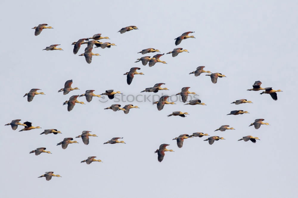 Similar – Foto Bild birds above cornfield Tier