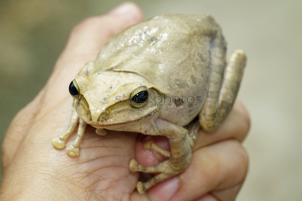 Similar – Image, Stock Photo Fire in the hands Animal