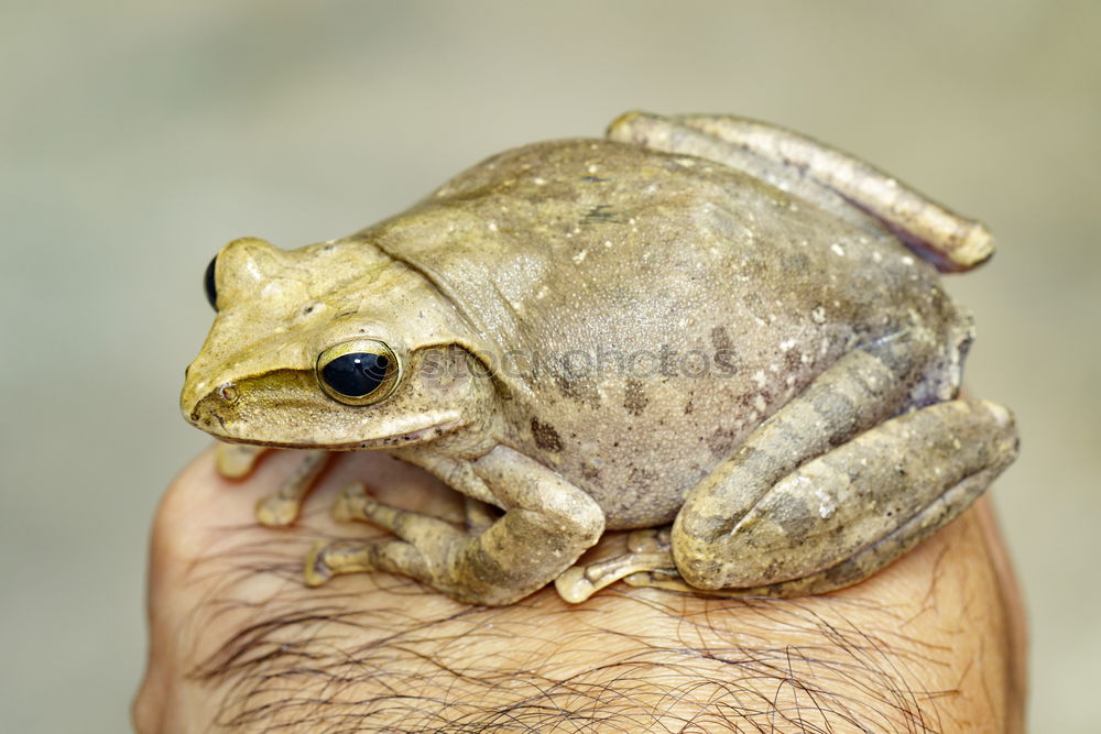 Similar – Frog on foot Human being