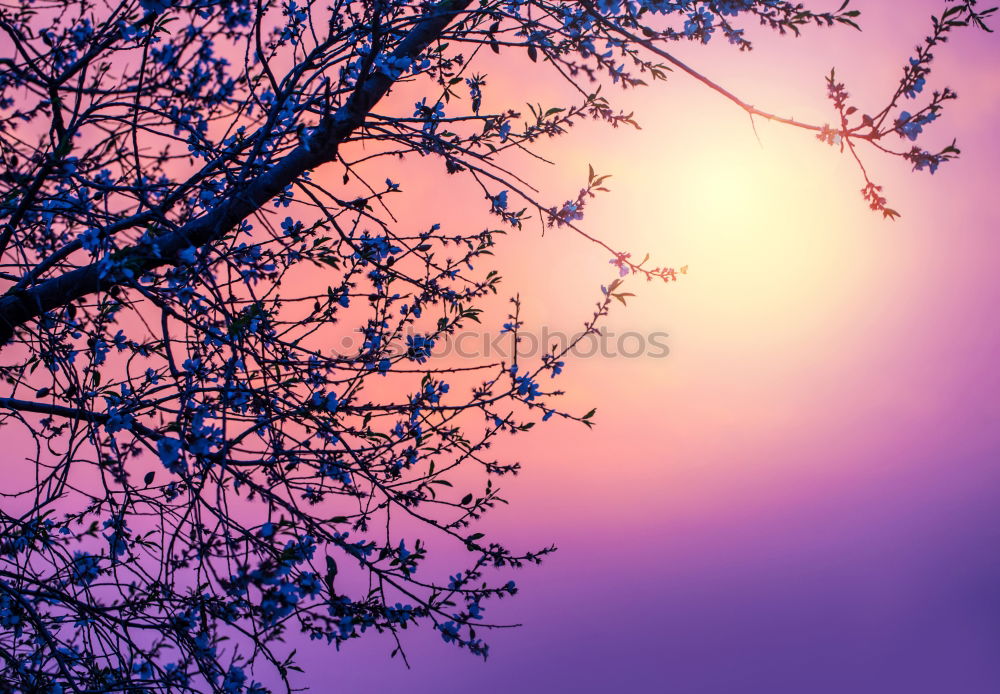 Similar – Image, Stock Photo spring sun Nature Sun