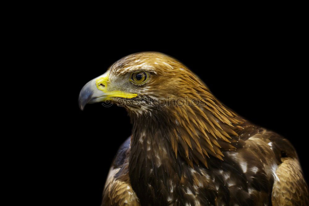 Similar – red kite Kite Red kite Zoo