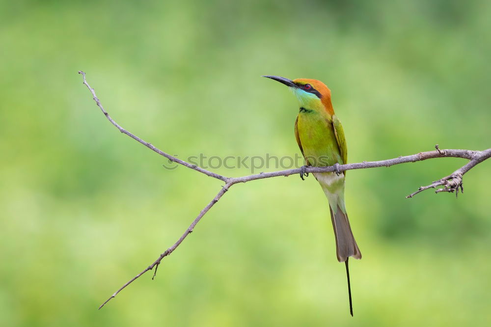 Similar – Image, Stock Photo Wonderful green bird on wood