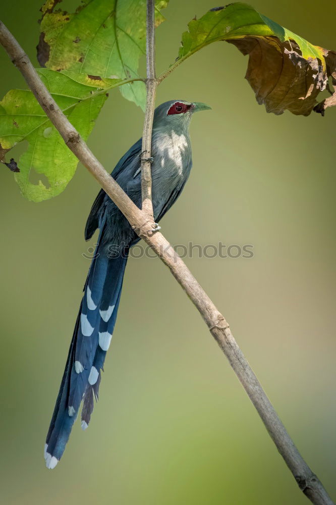 Similar – Image, Stock Photo Wonderful green bird on wood