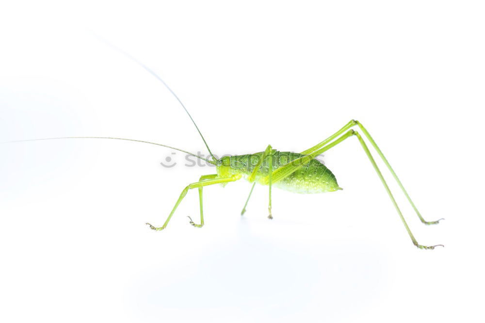 Similar – Flip, the grasshopper