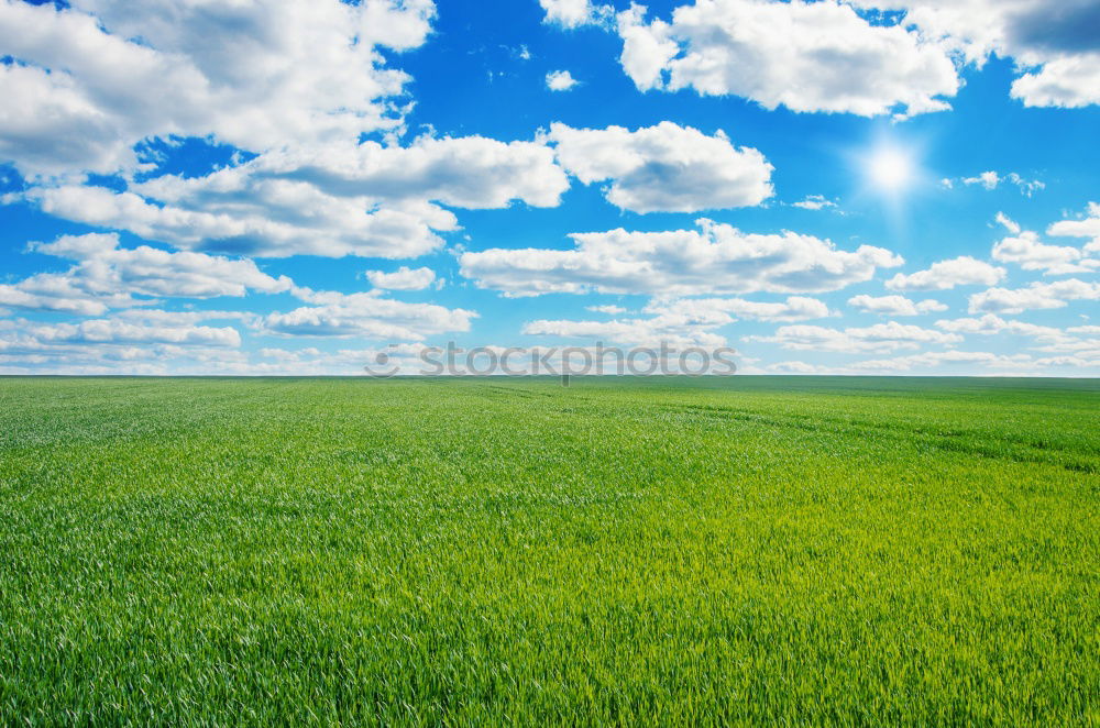 Similar – Image, Stock Photo Freedom I Field Grass