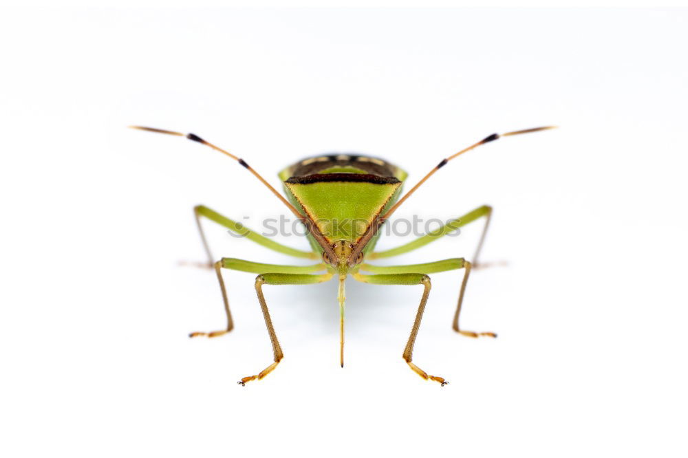 Similar – jump House cricket Insect