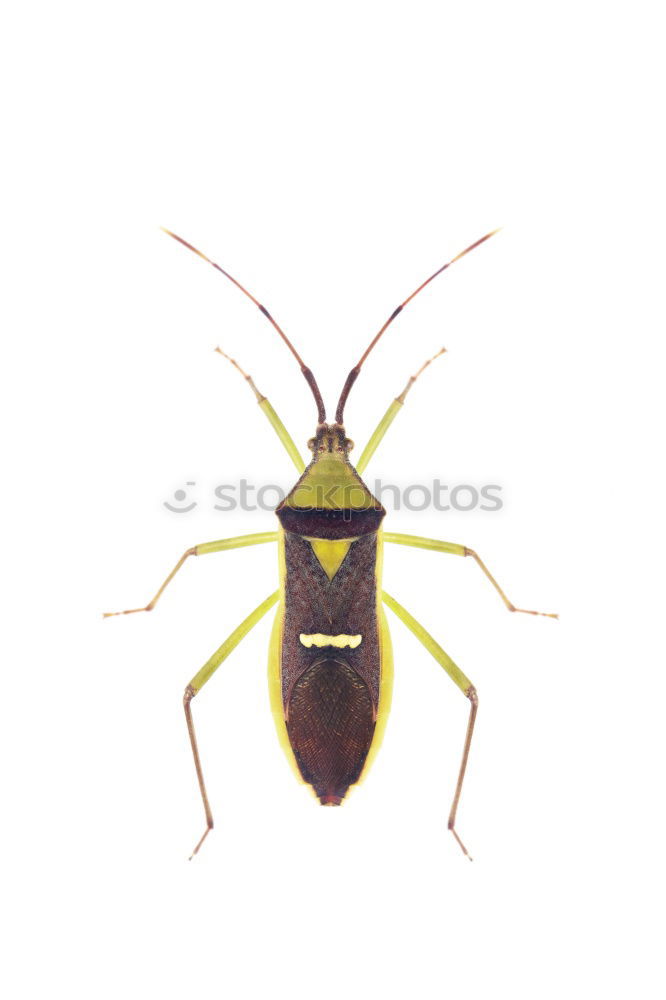 Image, Stock Photo Ne Bug Squash bug Green