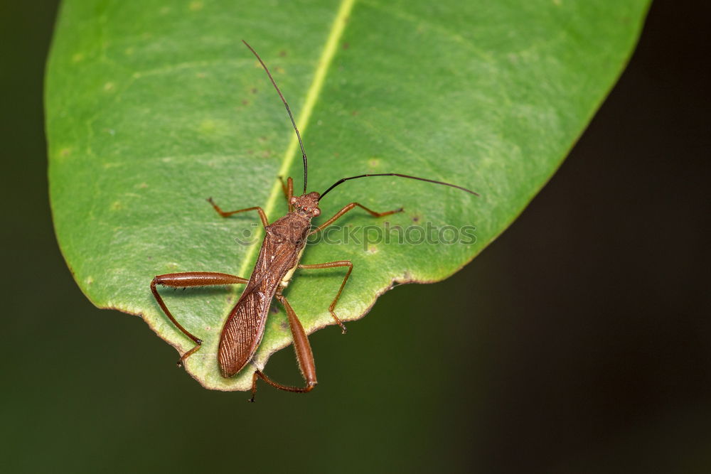 Similar – Image, Stock Photo unknown beetle Nature