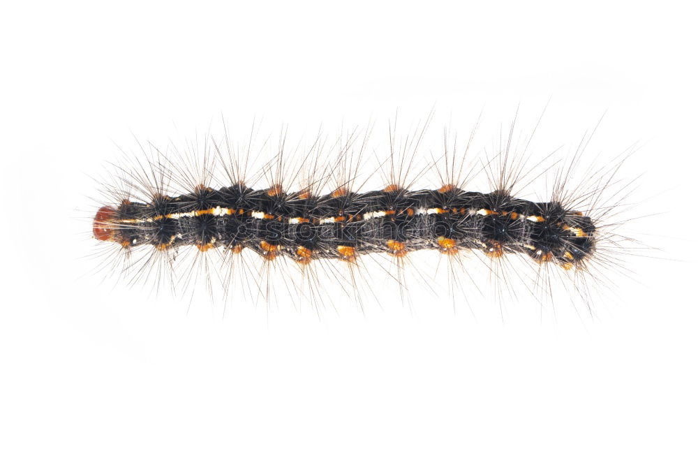 Similar – Caterpillar of a brown bear