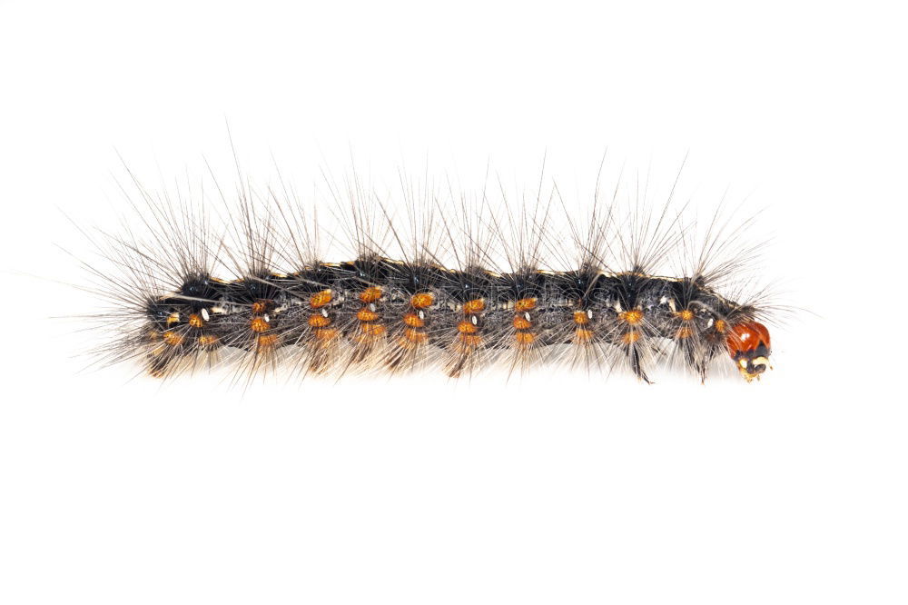 Similar – Look at this. Gypsy moth