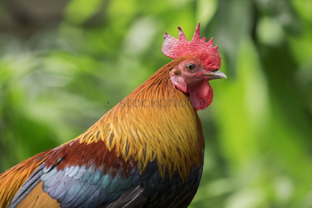 Similar – Image, Stock Photo Rooster Animal Cockscomb