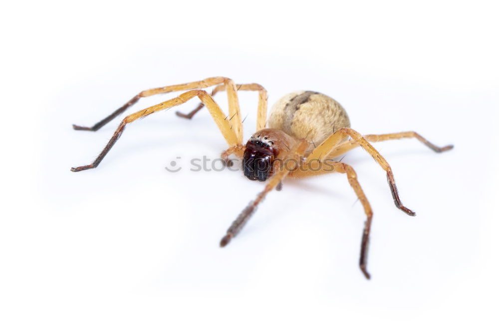 Similar – Fie, spider! Insect Spider