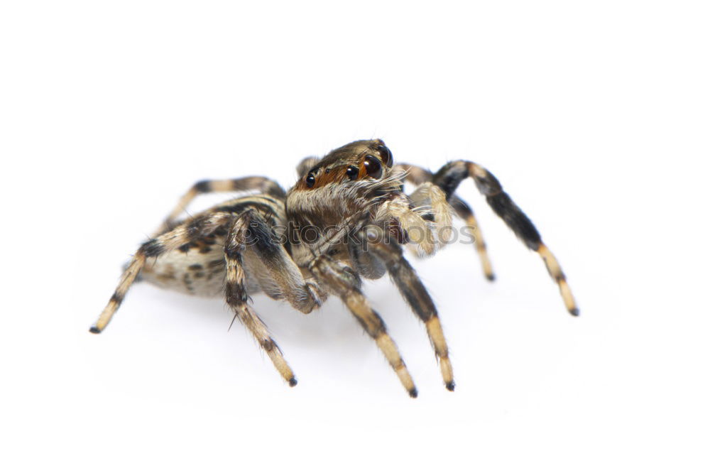 Similar – hairy hops Spider Stripe