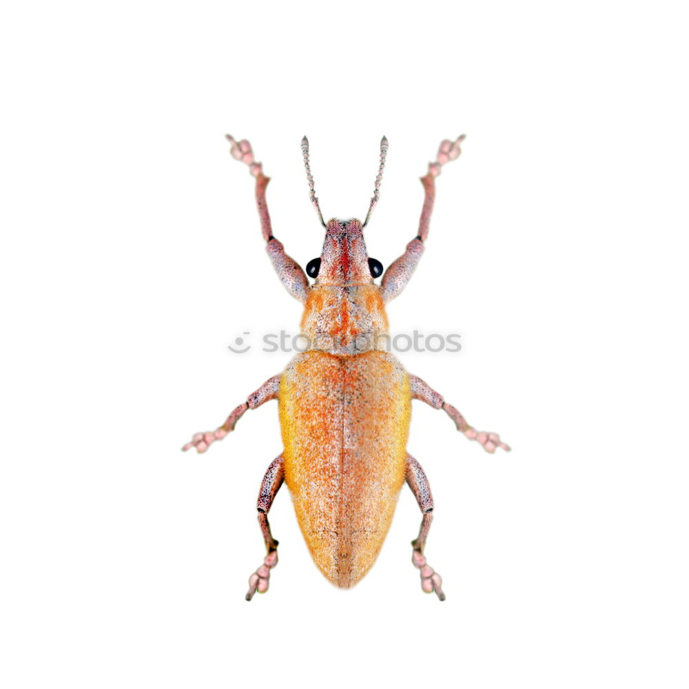 Similar – Image, Stock Photo cockchafer Nature Animal