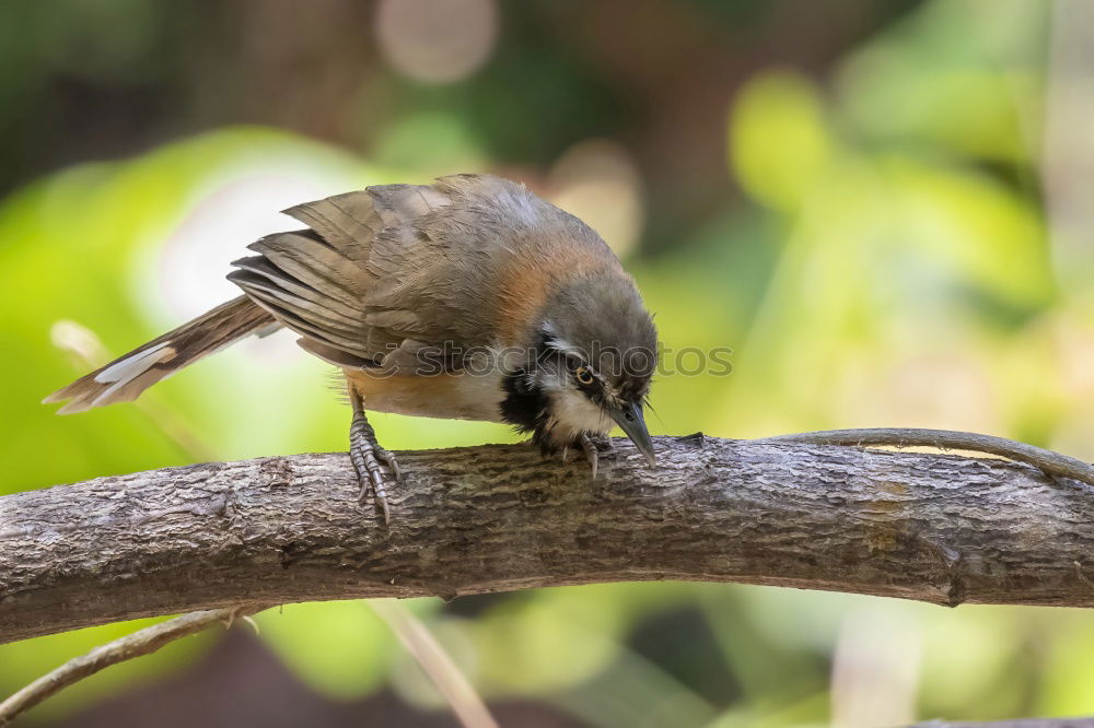 Similar – Image, Stock Photo zaungast Nature Animal