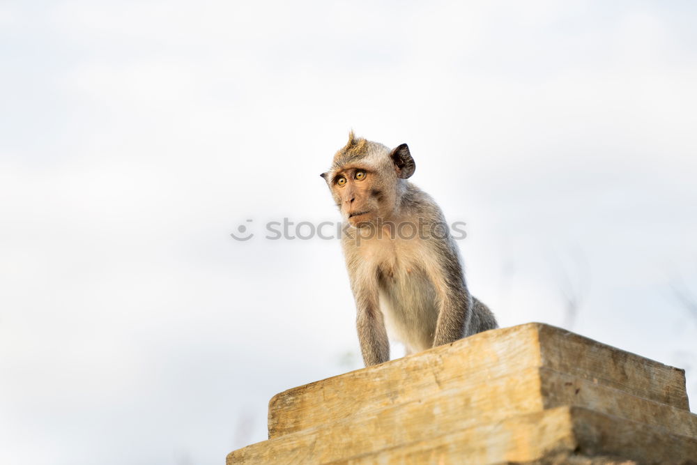 Similar – Image, Stock Photo Call Stanley Animal Dog 1