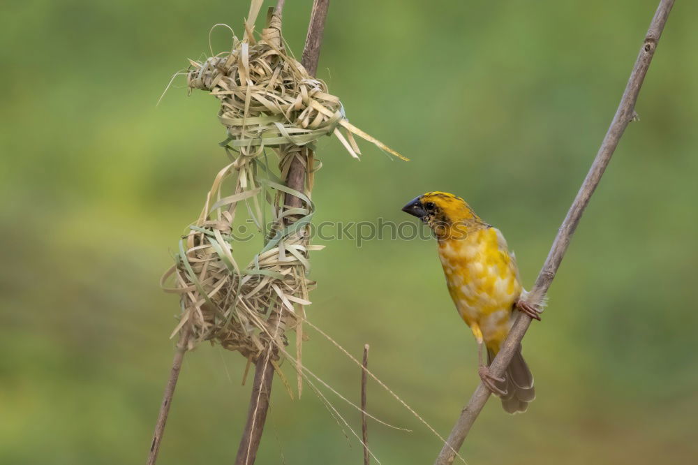 Similar – Image, Stock Photo Yellow weaver bird building a nest