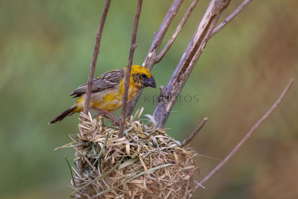 Image, Stock Photo Yellow weaver bird building a nest