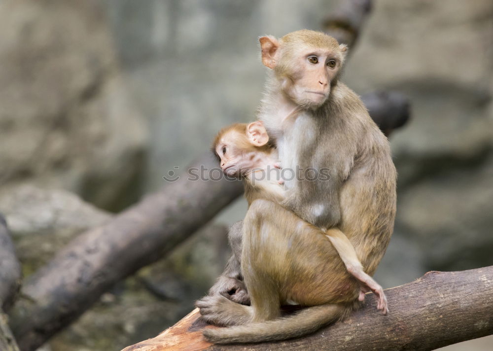 Similar – Image, Stock Photo family life Fruit Walnut