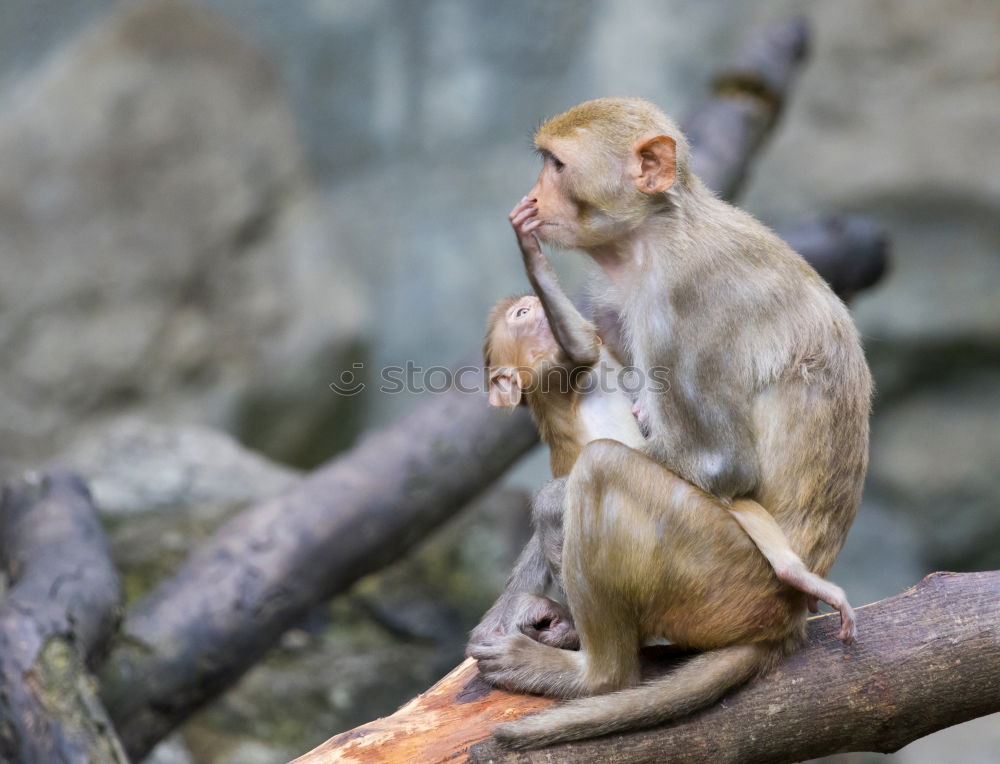 Similar – Image, Stock Photo Curious Monkey Baby Nature