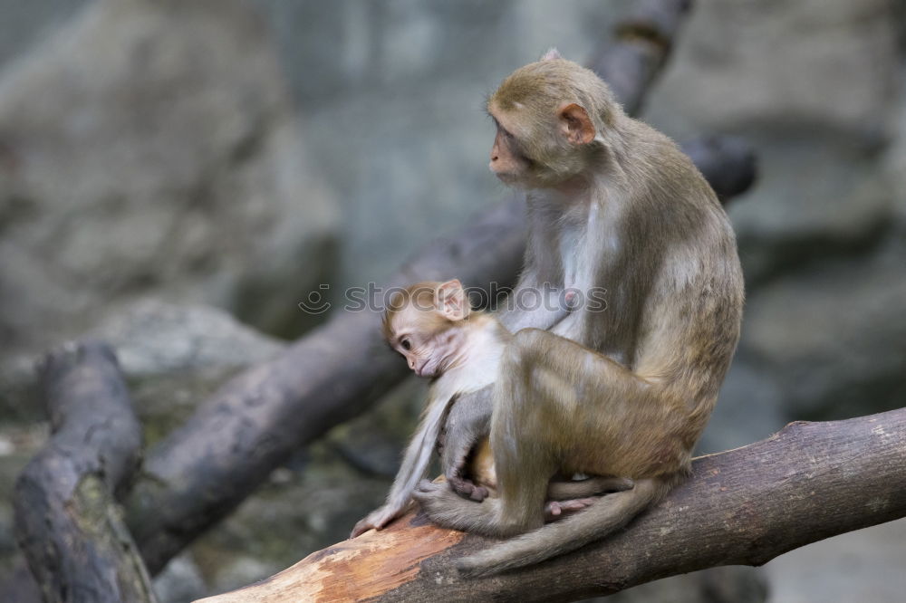 Similar – Image, Stock Photo Macaque mother with baby