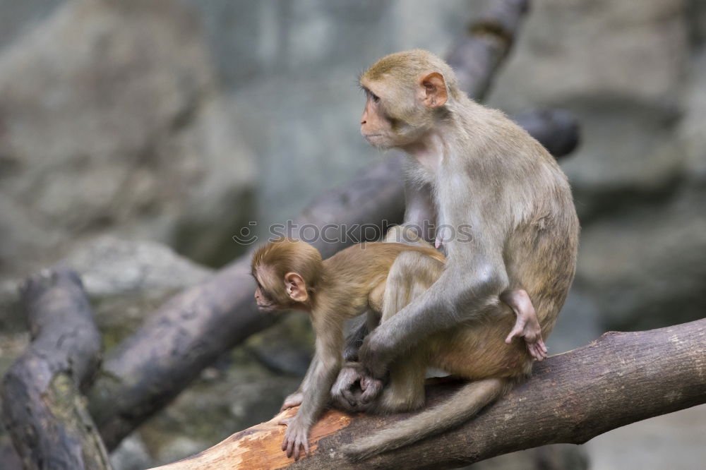 Similar – Image, Stock Photo Macaque mother with baby