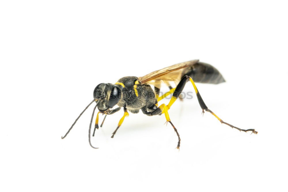 Similar – hornet Hornet Animal