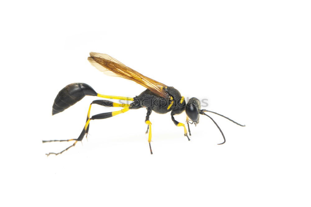 Similar – hornet Hornet Animal