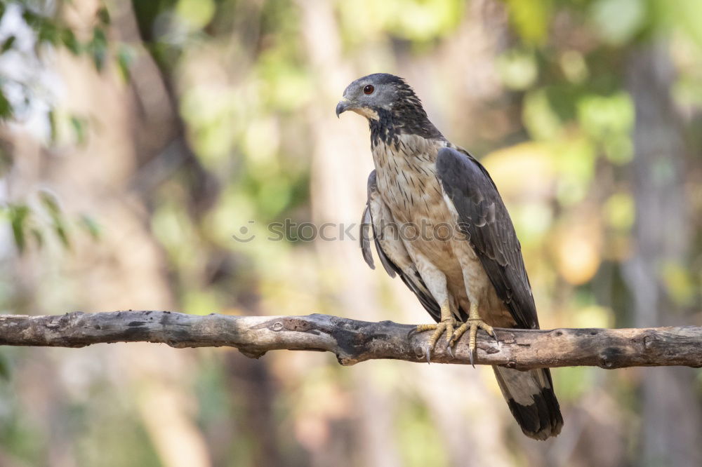 Similar – Image, Stock Photo Star with insects in the beak