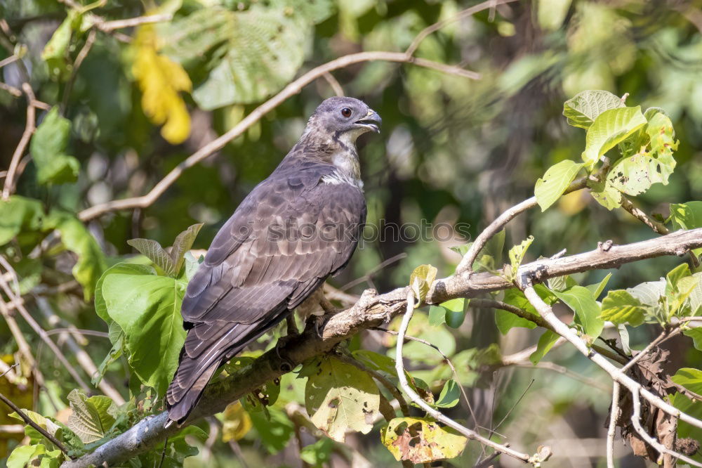 Similar – Image, Stock Photo Buzzard in the tree Nature