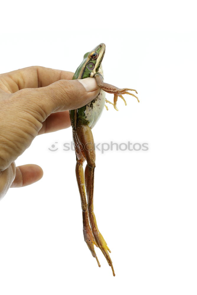 Similar – Image, Stock Photo King Zett Frog Prince