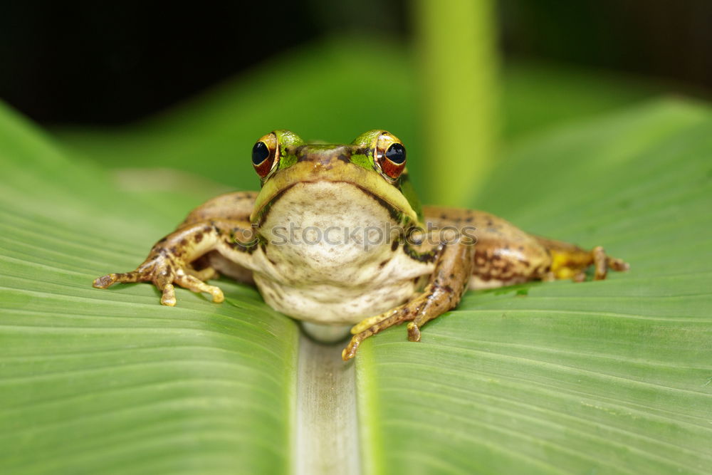 Image, Stock Photo excess width Nature Plant