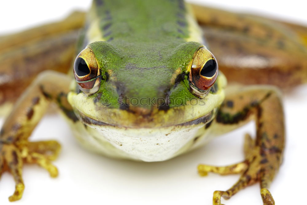 Similar – close up of european common frog