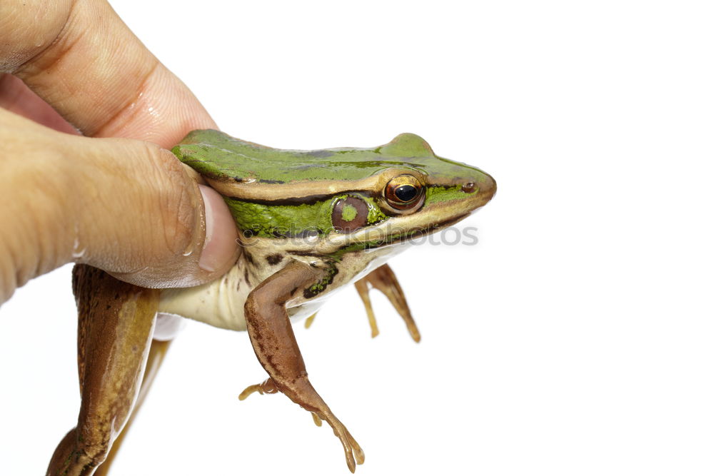 Similar – Frog on foot Human being