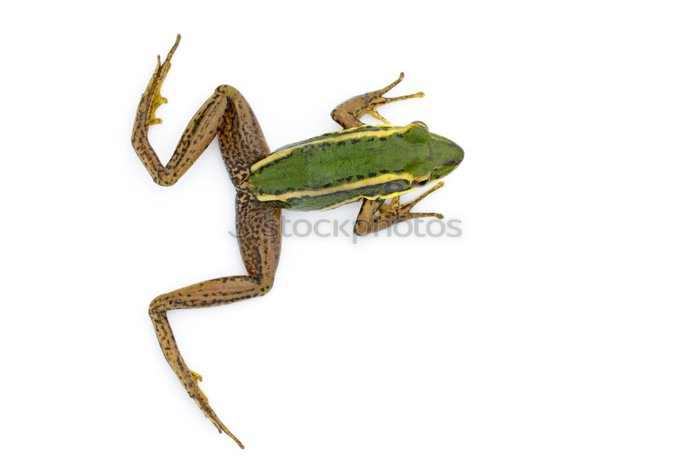 Similar – Image, Stock Photo green tree frog climbing on wooden plank