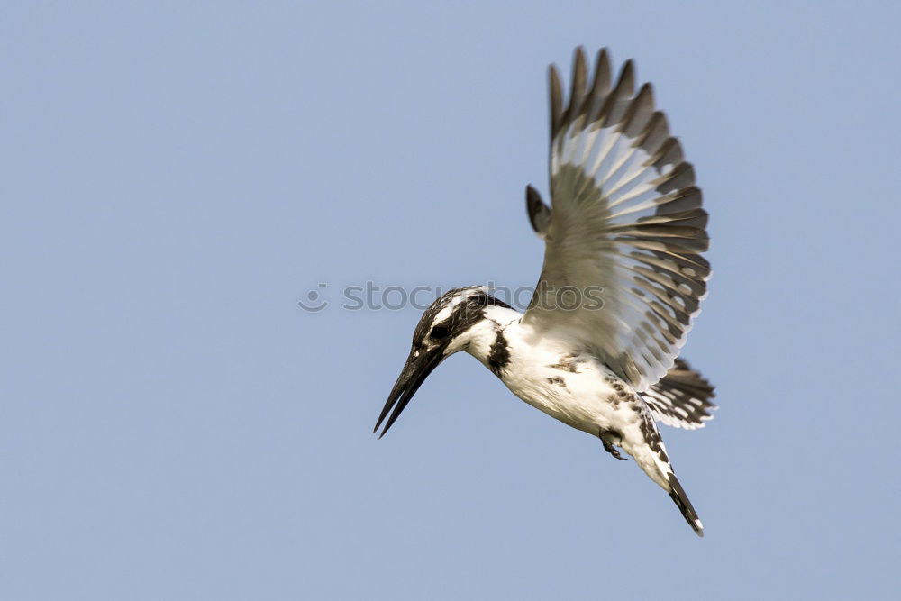 Image, Stock Photo grey heron Animal