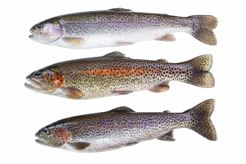 Similar – Image, Stock Photo raw trout on white paper