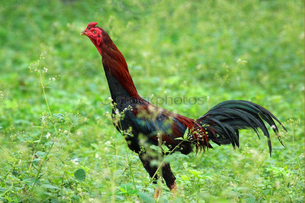 Similar – Image, Stock Photo Rooster Animal Cockscomb