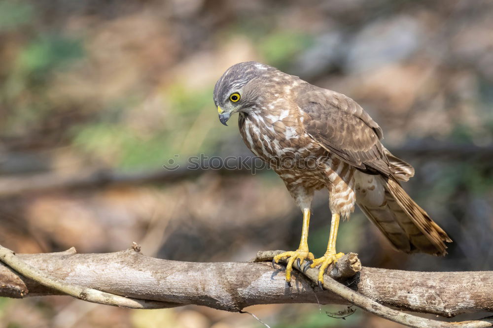 Similar – Image, Stock Photo Northern Goshawk