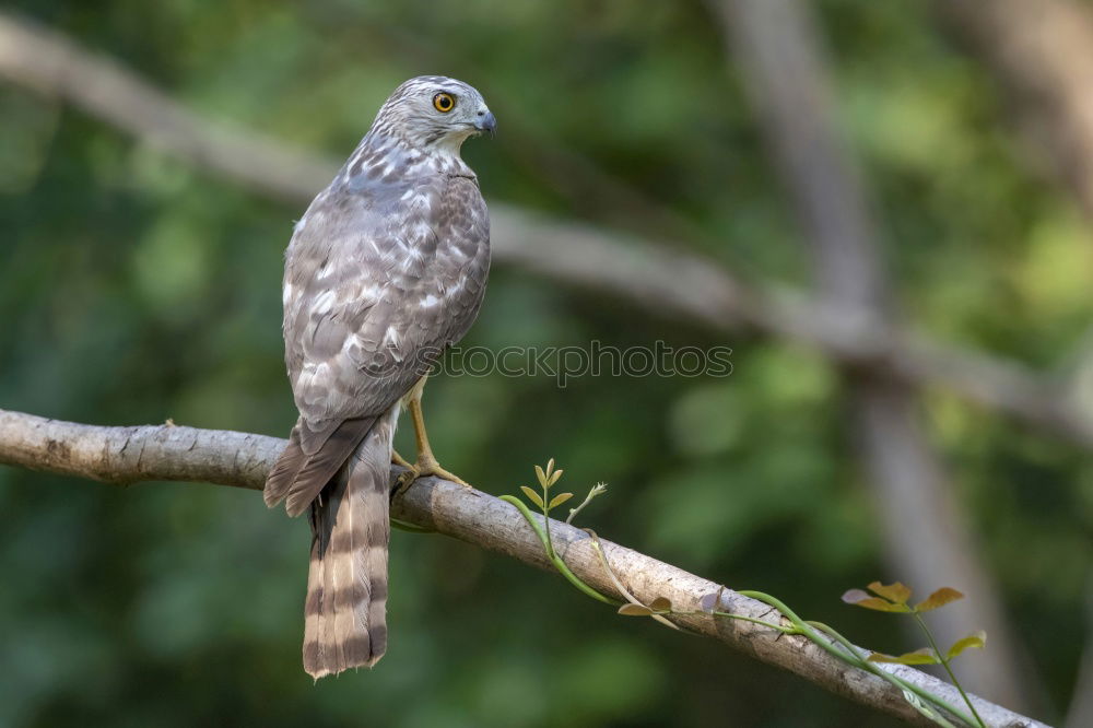 Similar – Northern Goshawk