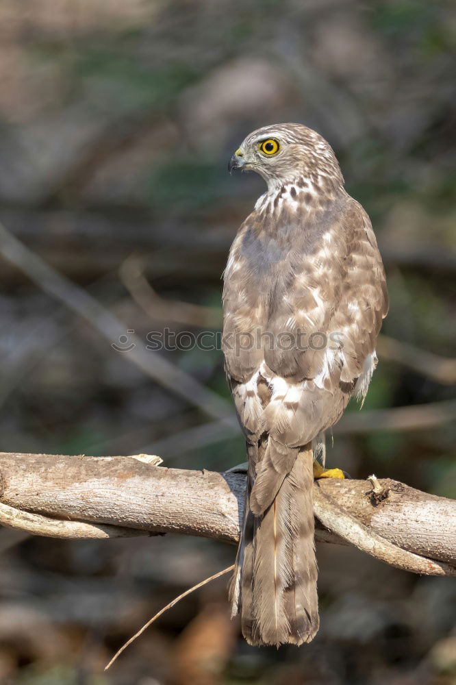 Similar – Northern Goshawk