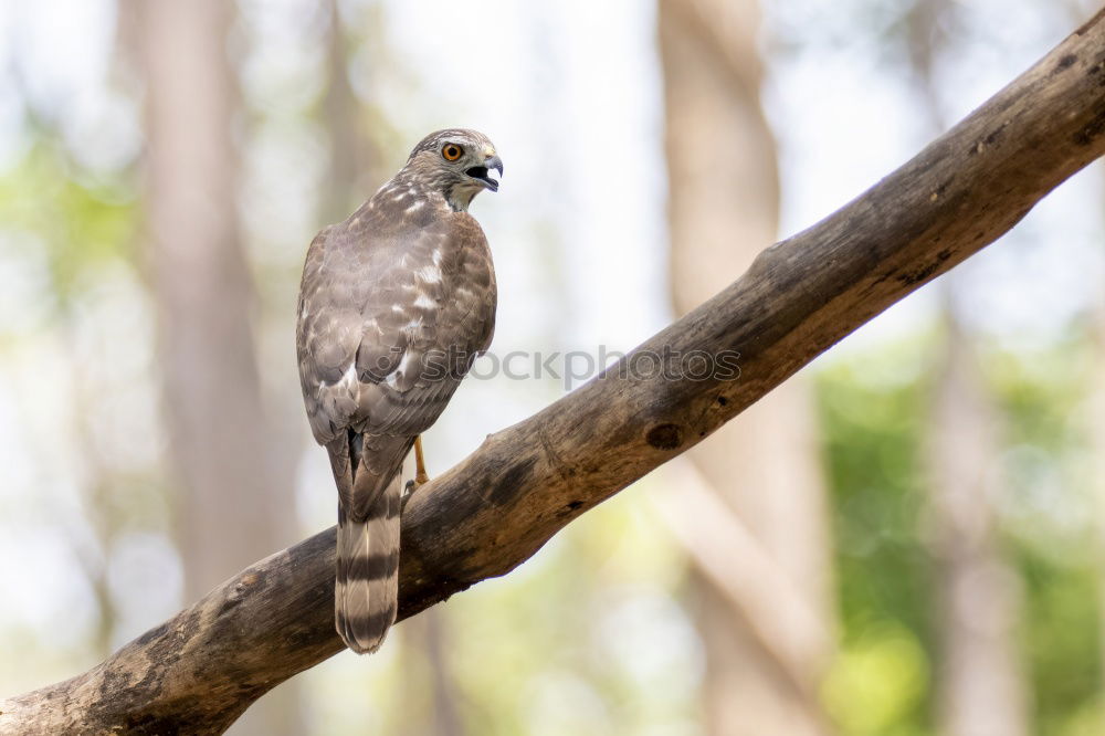 Similar – Image, Stock Photo Star with insects in the beak