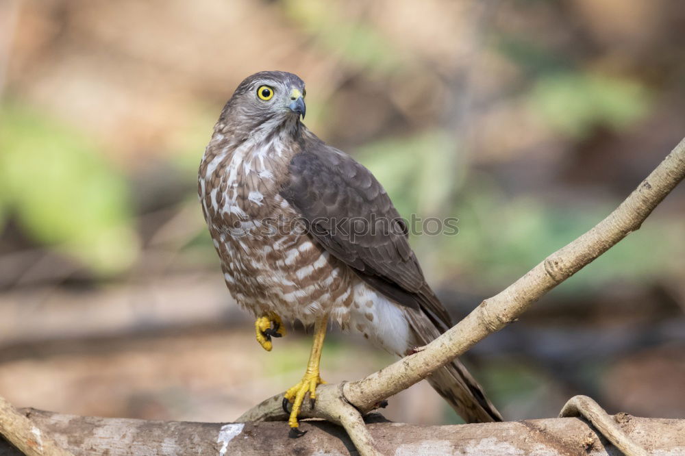 Similar – Image, Stock Photo Northern Goshawk