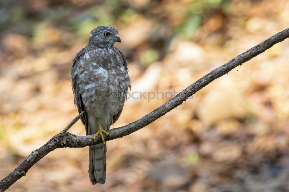 Image, Stock Photo Northern Goshawk