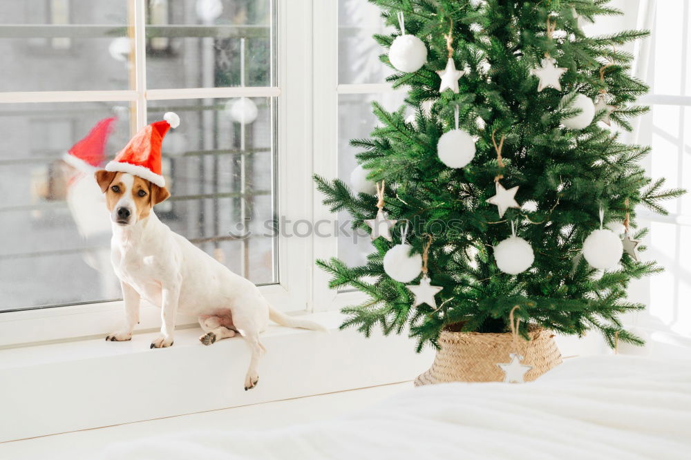 Similar – cute jack russell dog at home by the christmas tree