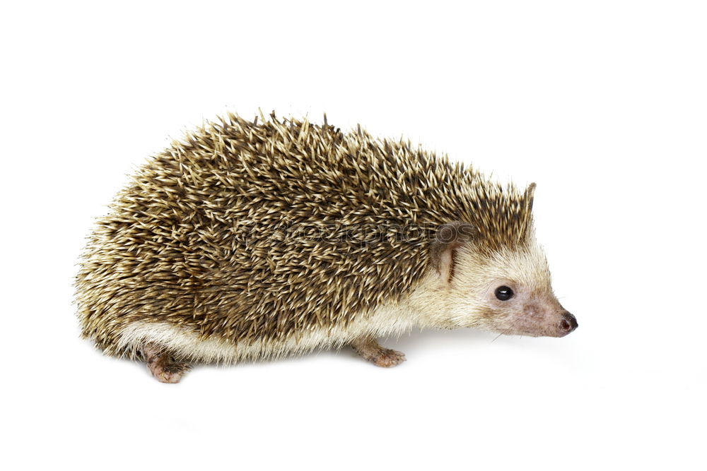 Similar – Alles zu spät…. Igel