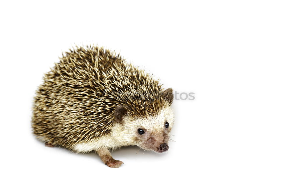 Similar – pincushions Hedgehog