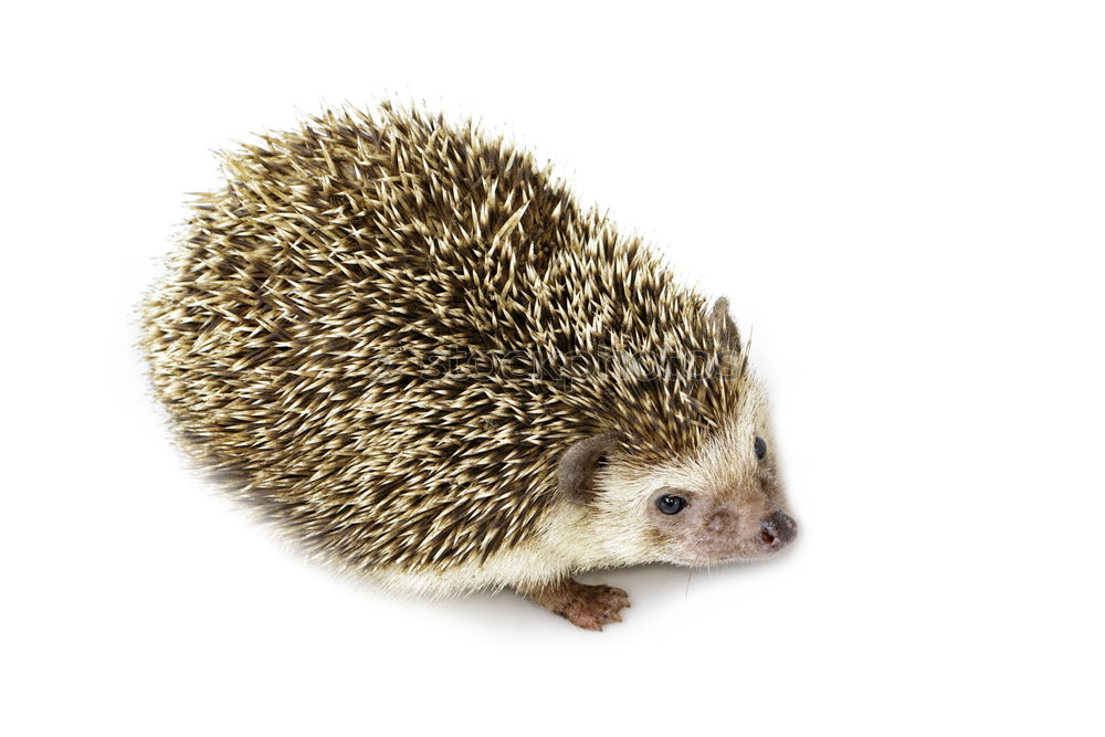 Similar – Alles zu spät…. Igel