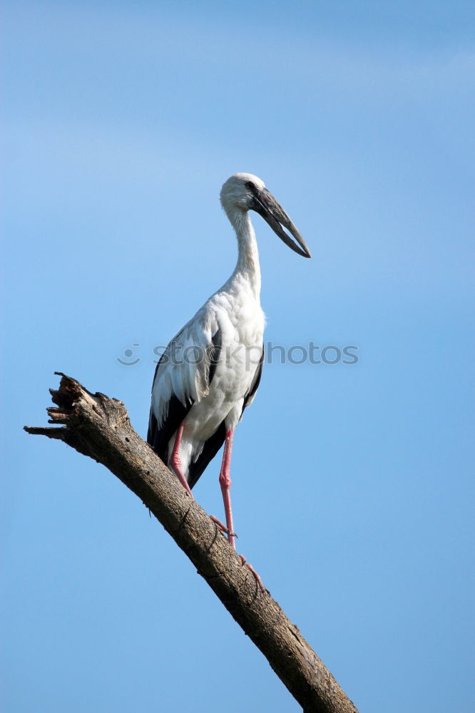 Similar – Image, Stock Photo majesty Nature Animal Sky