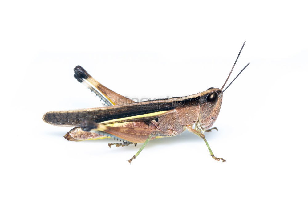 Similar – grasshopper Locust